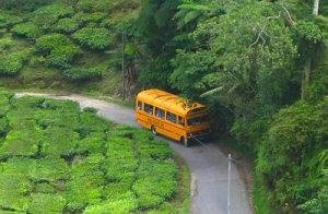 Yellow Bus Through Green Tea
