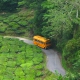 Yellow Bus Through Green Tea